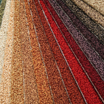 different carpet samples